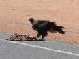 bird eating roadkill